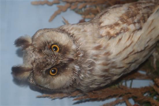 A cased taxidermic Eurasian eagle-owl